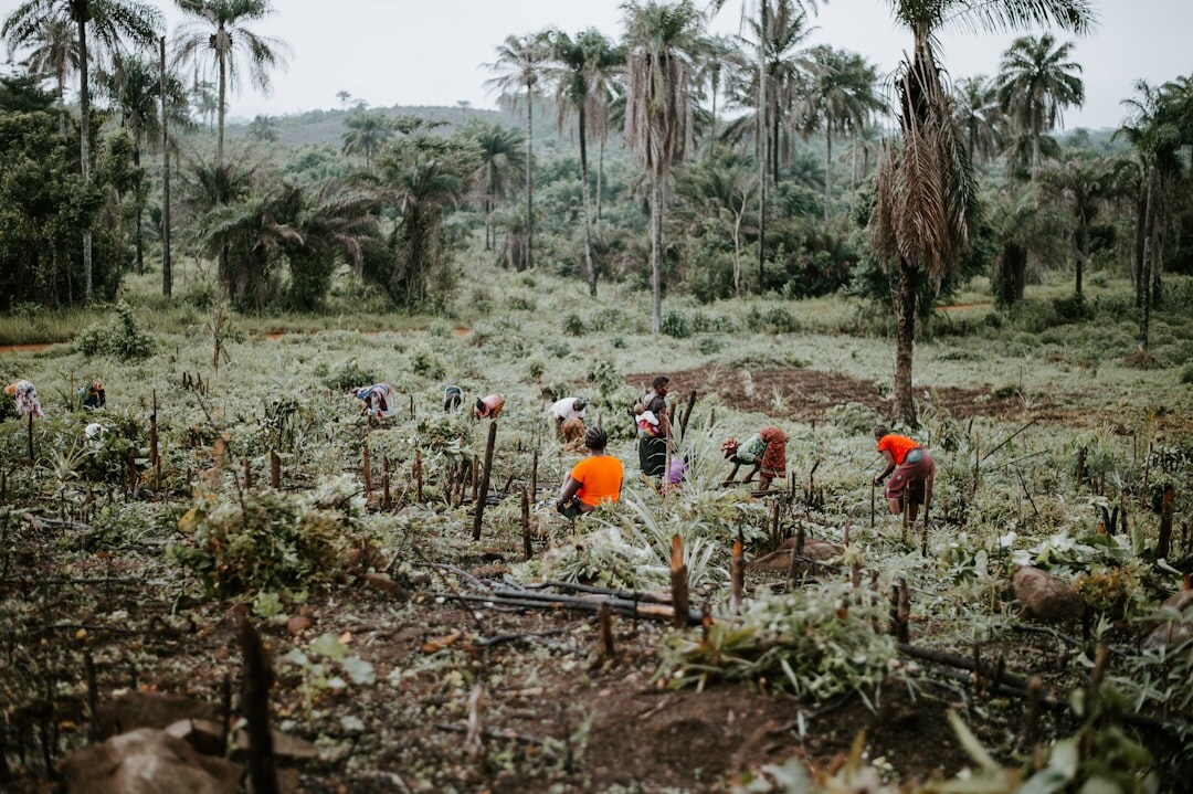 people planting trees