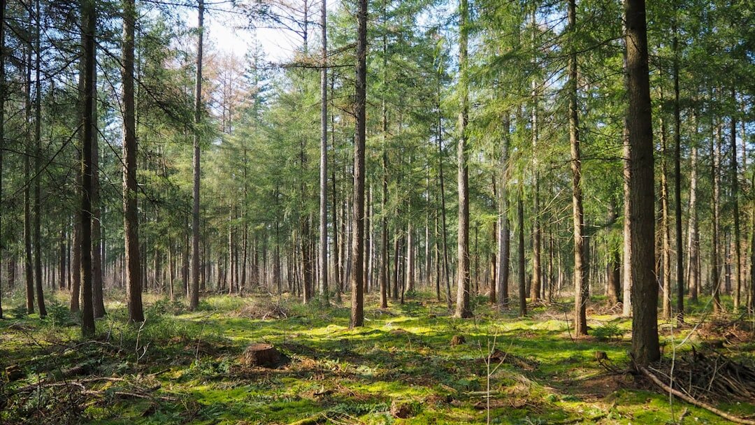 forest conservation project